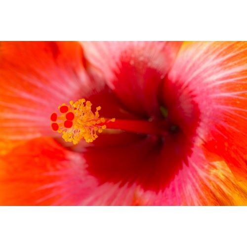 Georgia-Savannah Close-up of hibiscus in the spring